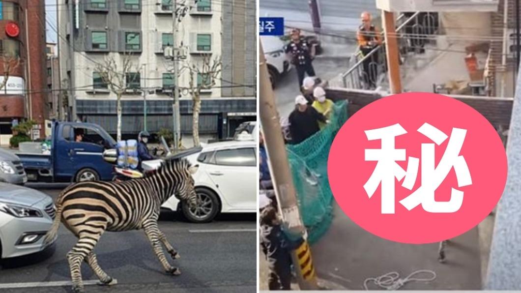韓國斑馬脫逃3小時!驚險「亂竄車陣」男星嚇傻 麻醉圍捕片曝