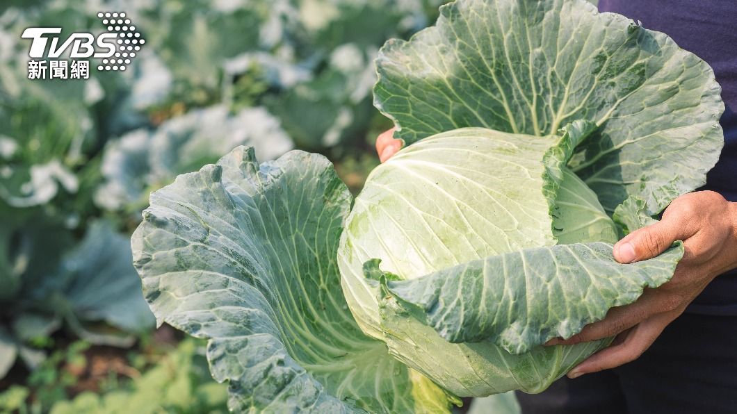 快搶!家樂福「買鳳梨送高麗菜」 限時限量送完為止