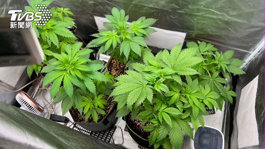 武姓女子在家中還有大麻花園。（圖／TVBS）