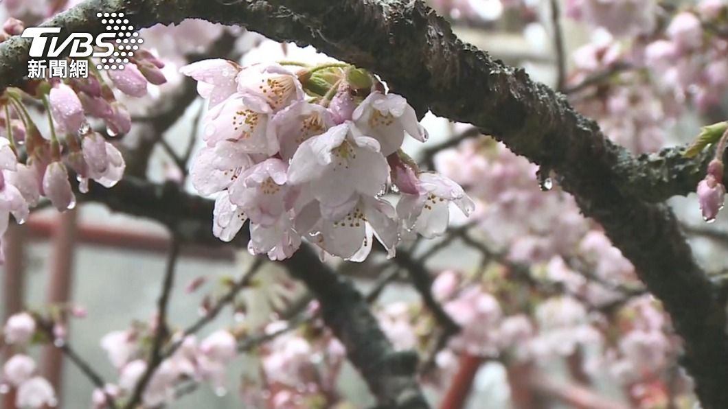 週末賞櫻去！阿里山櫻王將盛開　迎1.2萬遊客入園