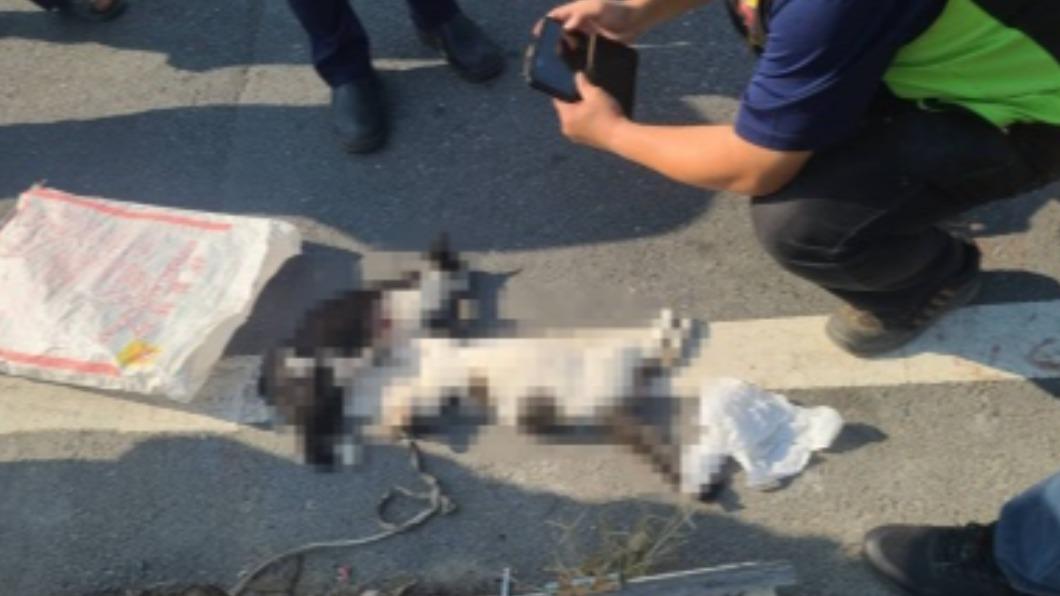 車禍還是被下毒?台南2流浪貓陳屍路旁 死因待釐清
