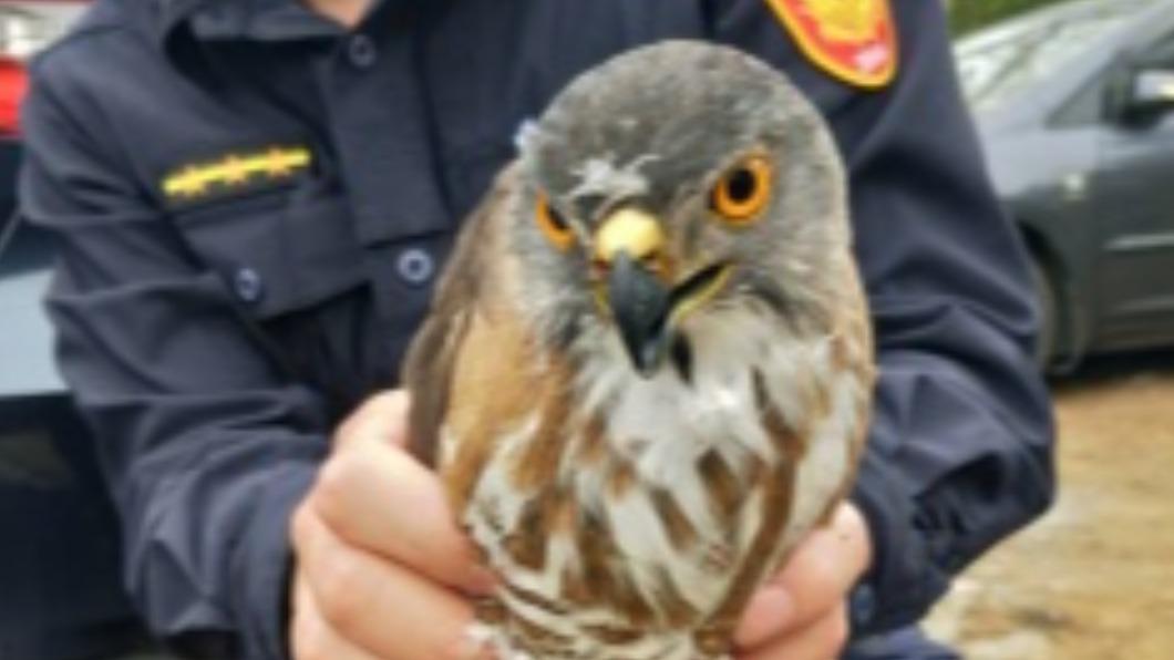 保育類猛禽鳳頭蒼鷹倒臥馬路 竹南警民即刻救援