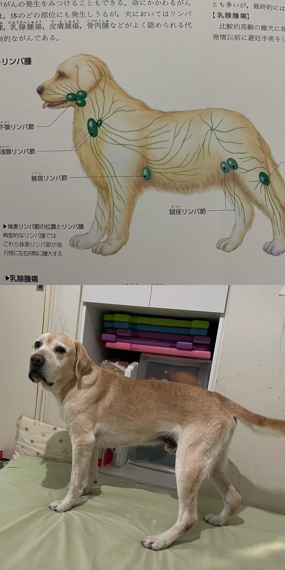 松本秀樹去年就發現雅春罹患惡性淋巴腫瘤,也提醒大家要多幫狗狗檢查身體。(圖/翻攝自松本秀樹IG)