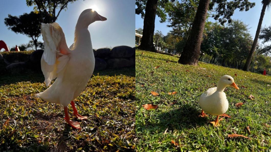 飼主經常在IG分享阿肥日常。(圖/翻攝自柯爾鴨阿肥IG)