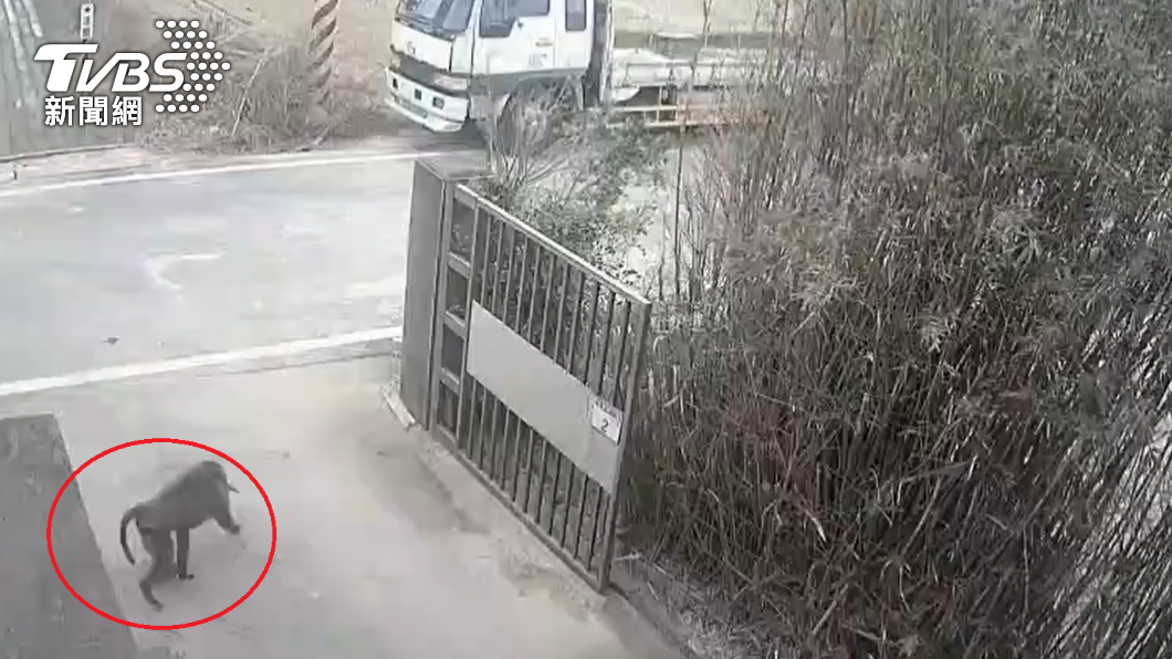 狒狒一早出現在民宅。(圖/民眾提供)