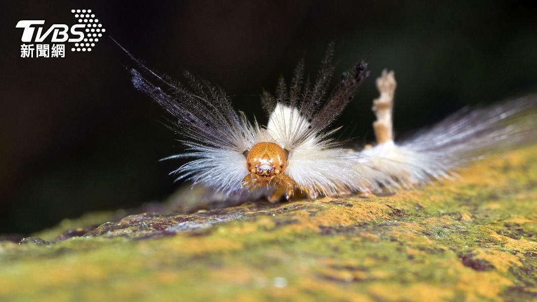 褐斑毒蛾幼蟲。(示意圖/shutterstock達志影像)