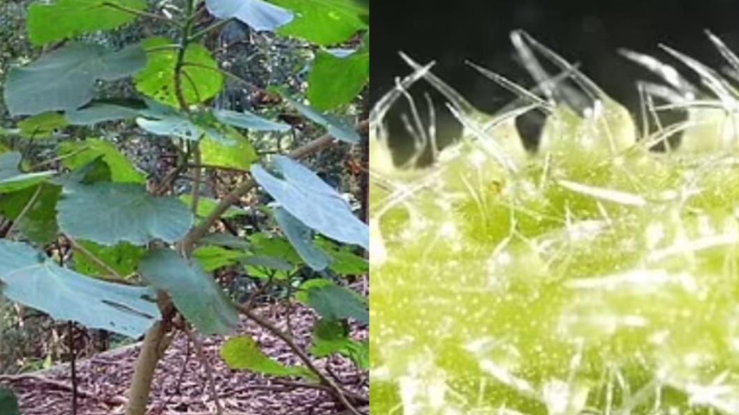 帶刺樹又名昆士蘭毒刺,是全球最毒的植物之一,被稱為「自殺植物」。(圖/翻攝自《每日郵報》)