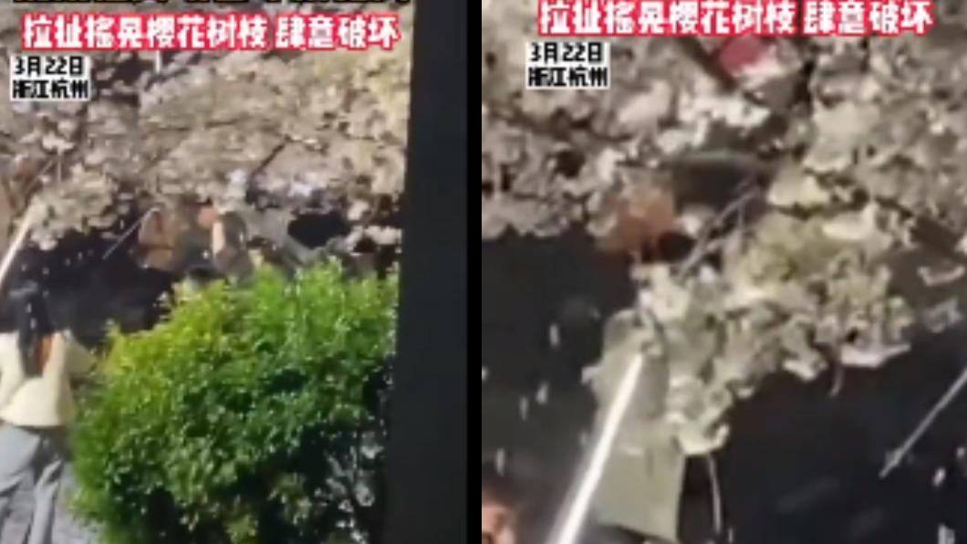 櫻花樹搖晃後花瓣掉落一地。（圖／翻攝自微博）