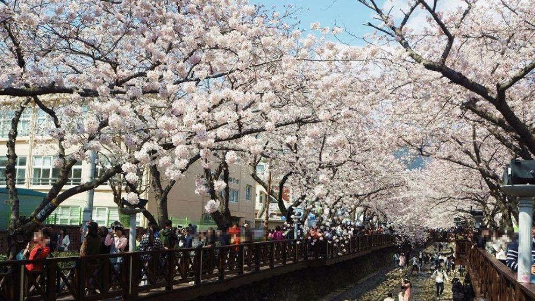 暖春!首爾釜山江原道櫻花齊開 全南韓如入粉紅花海