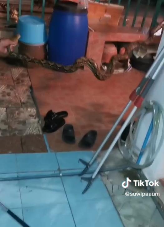 蟒蛇與人激戰半小時才束手就擒。（圖／翻攝自TikTok @suwipaaum）