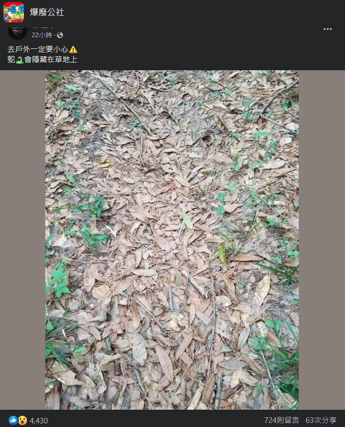 網友發文表示蛇在草地中,不仔細看找不到牠的蹤影。(圖/翻攝自臉書)