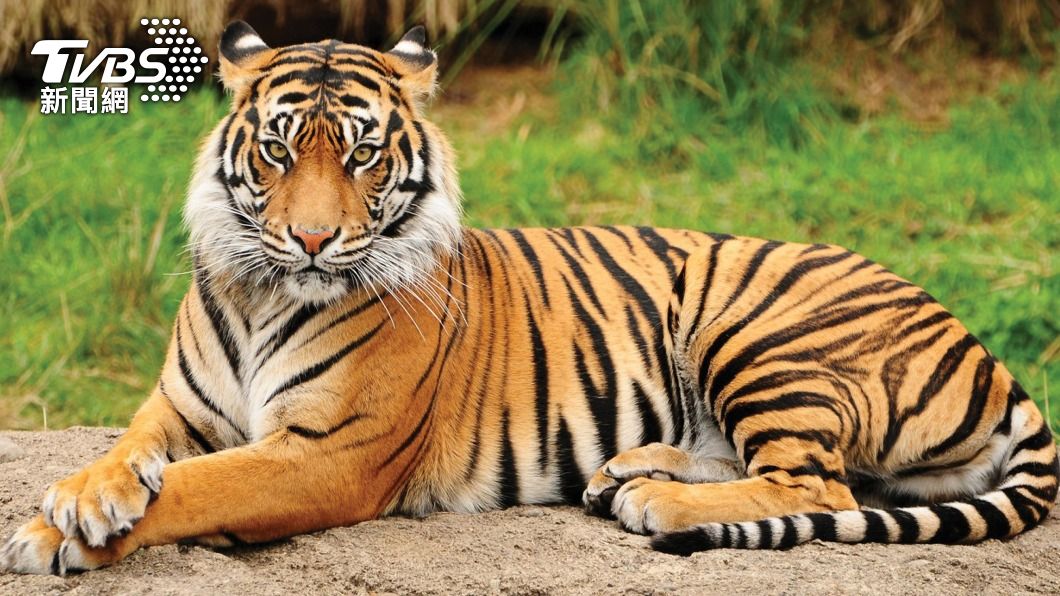 比狒狒更危險!美動物園遭龍捲風肆虐 2隻老虎逃脫