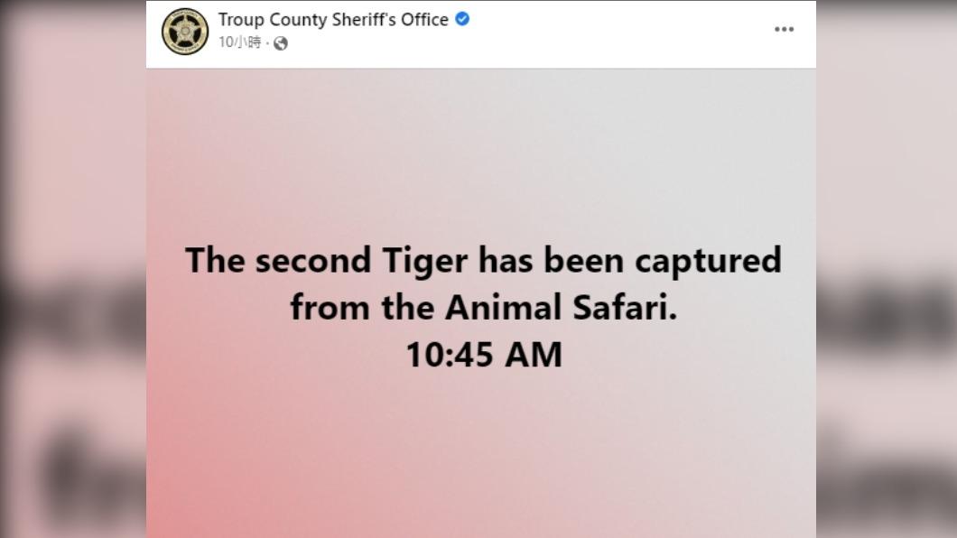 特魯普郡警長辦公室表示2隻老虎已先後尋獲。(圖/翻攝自 FB@Troup County Sheriff's Office)