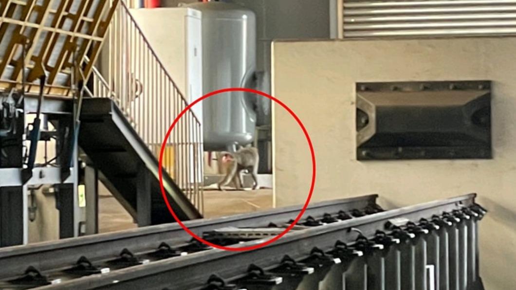 跑累了另謀高就?狒狒衝台鐵看火車 現蹤富岡機廠閒晃