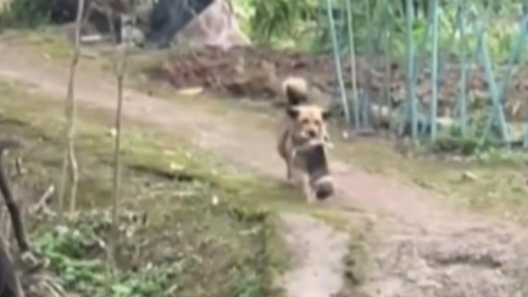 主人走了!獨留狗狗傻等挨餓 下秒叼寶寶「全家投靠鄰居」