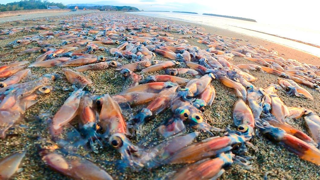 強震將至?日海灘驚見大量烏賊「集體自盡」 末日景象網嚇瘋