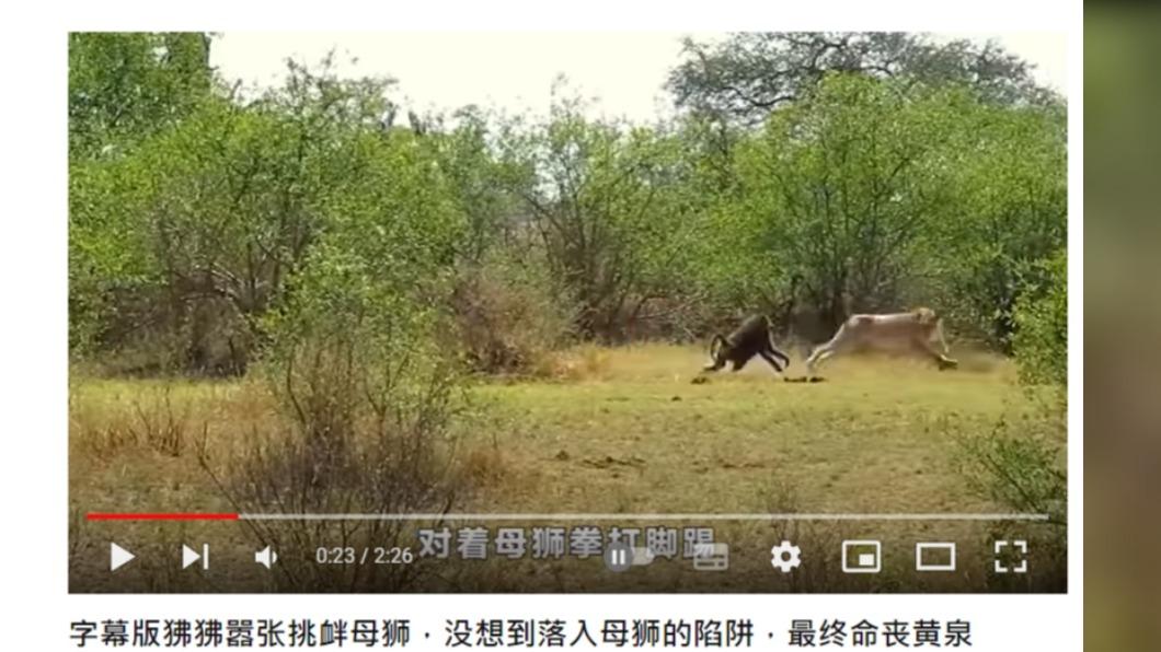 狒狒囂張追母獅。(圖/翻攝自Fly看世界YouTube)
