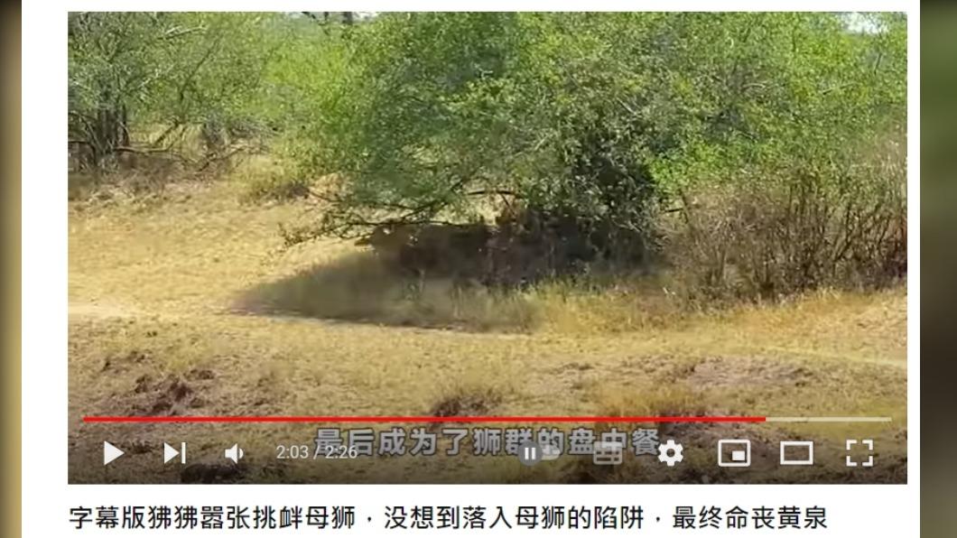 狒狒逃跑卻仍被堵在樹下,淪為母獅們的大餐!(圖/翻攝自Fly看世界YouTube)
