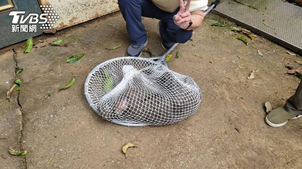 狒狒下午被農業局逮捕。(圖/民眾提供)