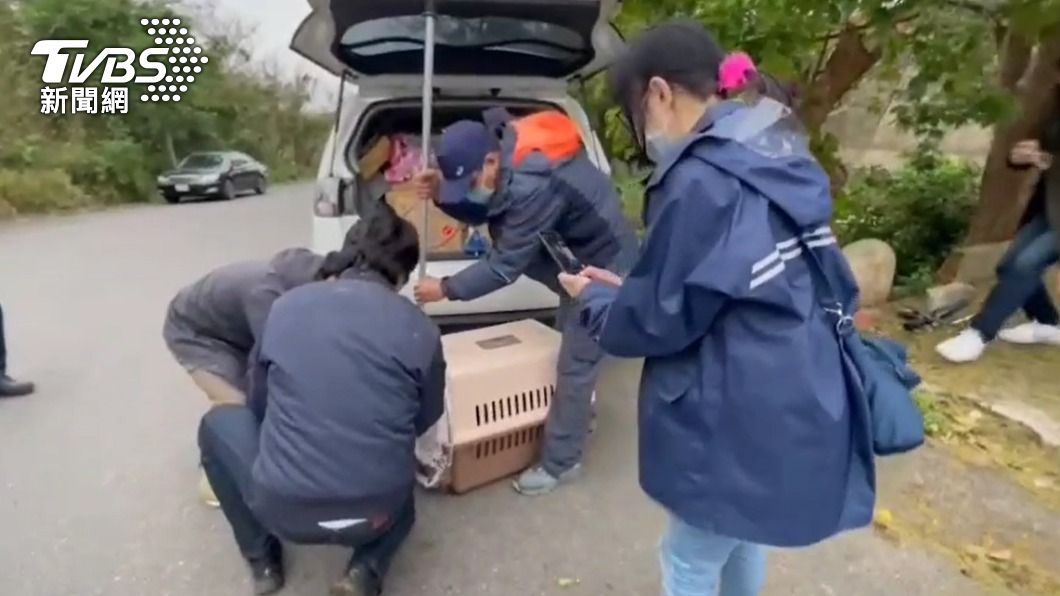 狒狒傷重不治!民眾目擊「最後1槍打中」還原過程:那跑不了