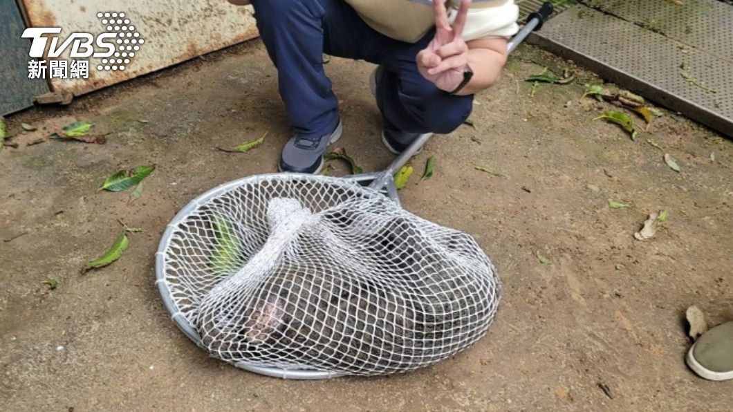 遭質疑狒狒受傷不送醫還擺拍 桃園農業局:拍照存證