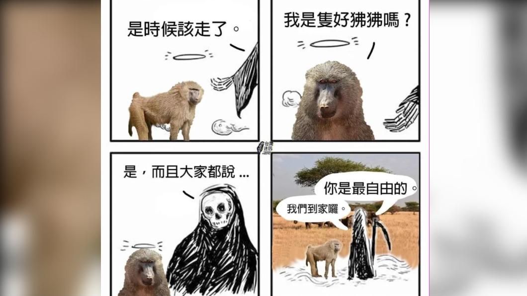 邵庭以「狒狒被死神接走」為主題做迷因梗圖。(圖/翻攝自邵庭臉書)