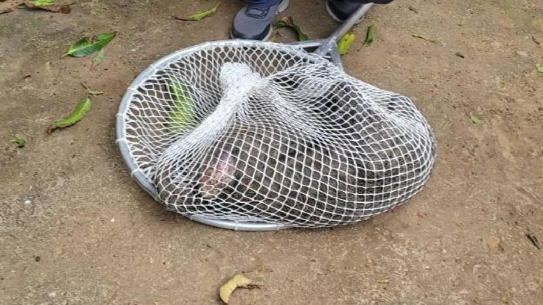 狒狒在被逮捕的過程中,遭獵人槍殺。(圖/民眾提供)