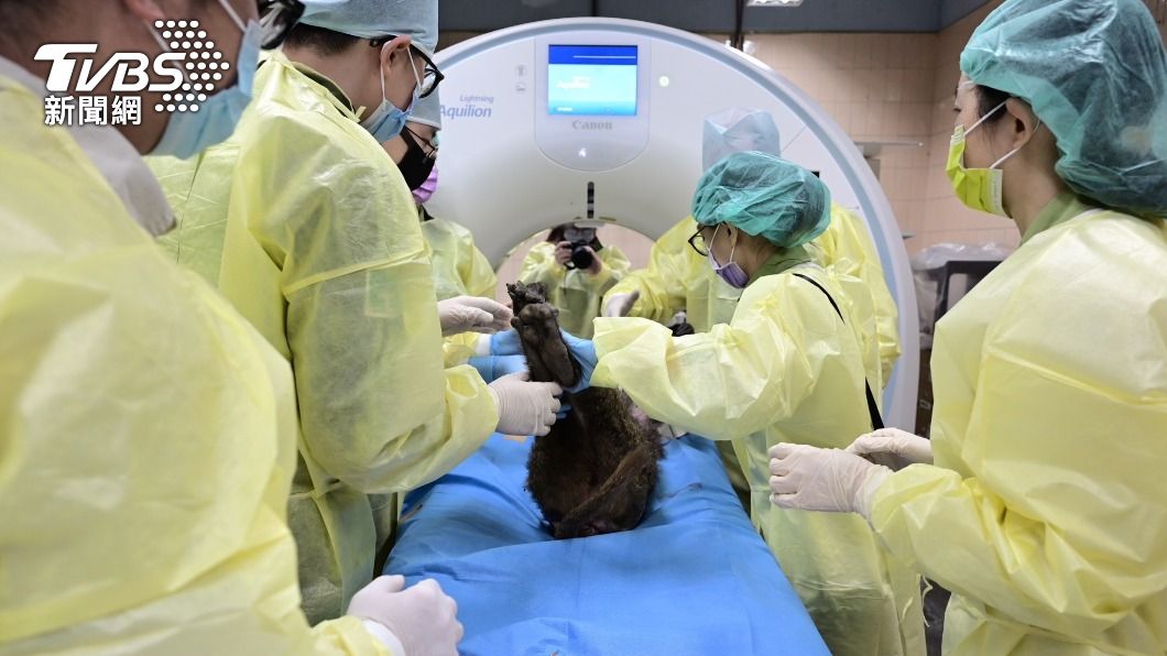 初步報告出爐!確定是雌性「東非狒狒」枉死 明天將解剖