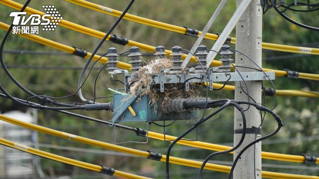 鳥類在電桿上起厝,易出現鐵絲等導電物質。(圖/TVBS)