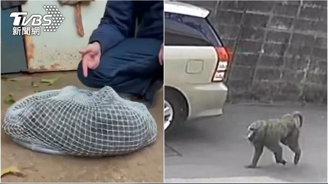 獵人還原「射殺狒狒」全過程 鄉民揪疑點:高高的是誰?