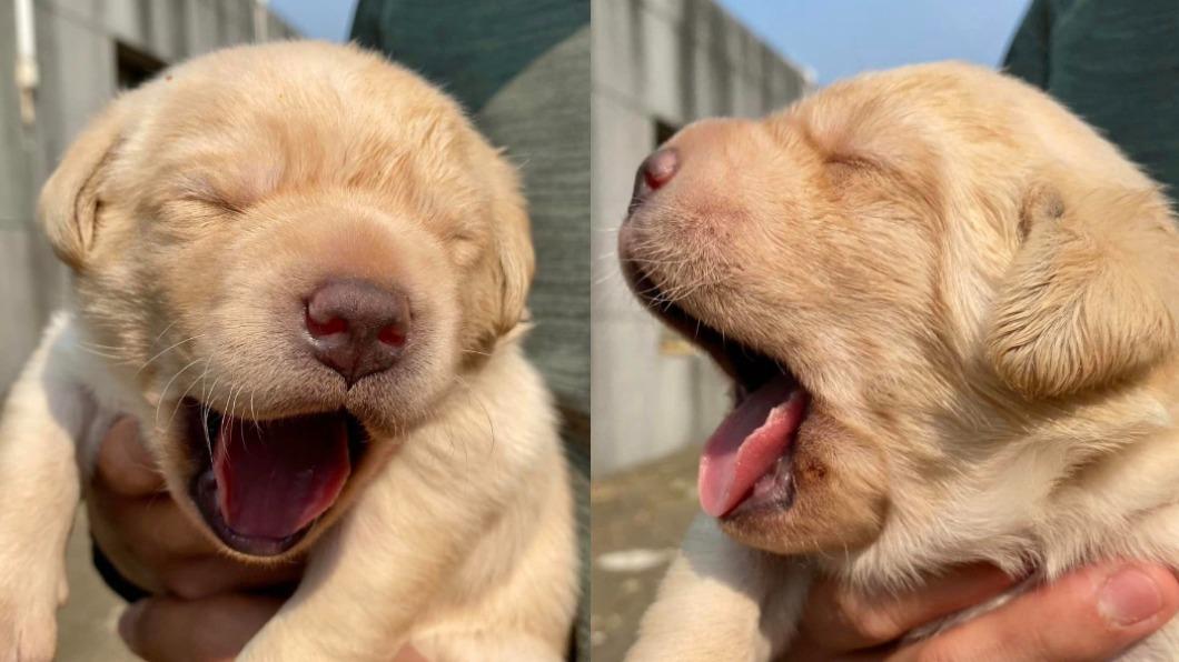 米黃色幼犬在太陽底下打呵欠。(圖/翻攝自「海關緝毒犬」粉專)