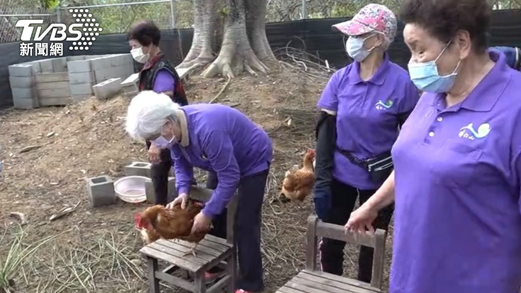 每天享受馬殺雞 埔里珠仔山友善雞舍超高產能造福社區