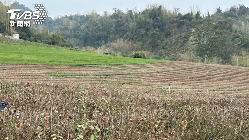 南投茶葉列旱損現金救助每公頃5萬5000元 清明連假照常受理