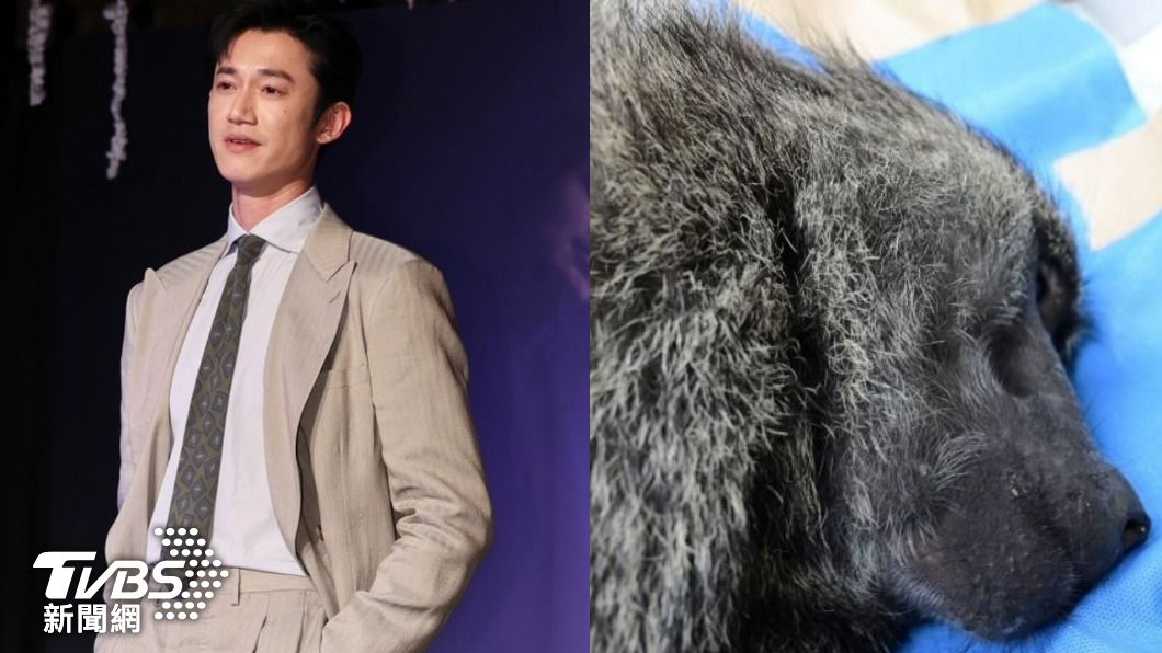 東非狒狒慘死槍下!吳慷仁嘆「都是人類的錯」:是保護自己還是動物