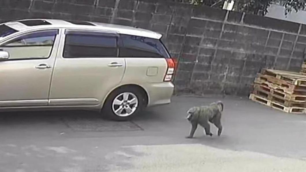 六福村坦承桃園狒狒為園區所有 已深自檢討