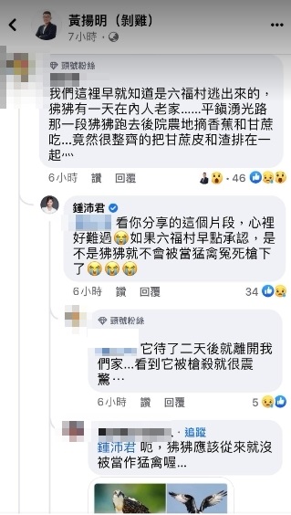 網友透露,早目睹狒狒一項異常行為,就知道是從六福村逃出。(圖/翻攝黃揚明臉書)