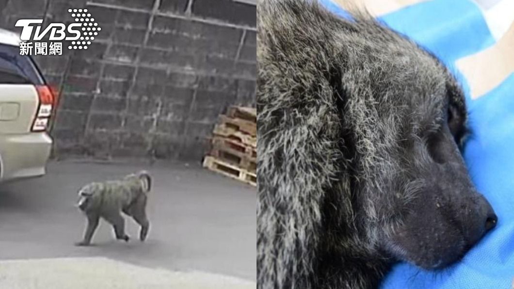 六福村狒狒遭射殺案二審開庭　農業局前技工：以為是麻醉槍