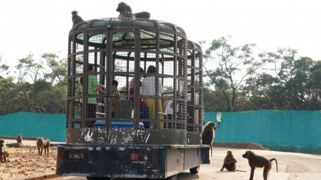 勇闖猛獸島搭乘特製鐵籠車,駛進六福村野生動物區。(圖/翻攝六福莊臉書)