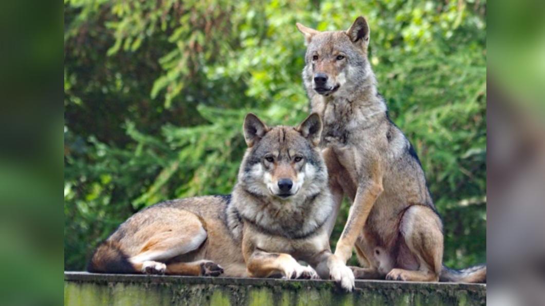 園方指出,洛基消失後其他狼表現焦躁。(圖/翻攝自Camperdown Wildlife Centre FACEBOOK)