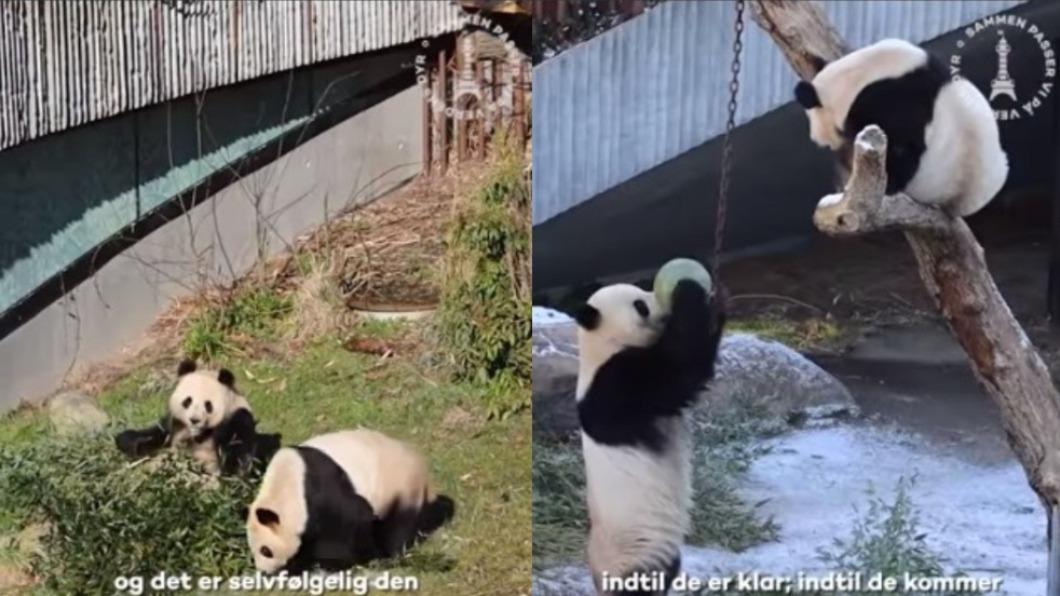 貓熊一年僅一次發情 哥本哈根動物園妙招助燃愛的火花