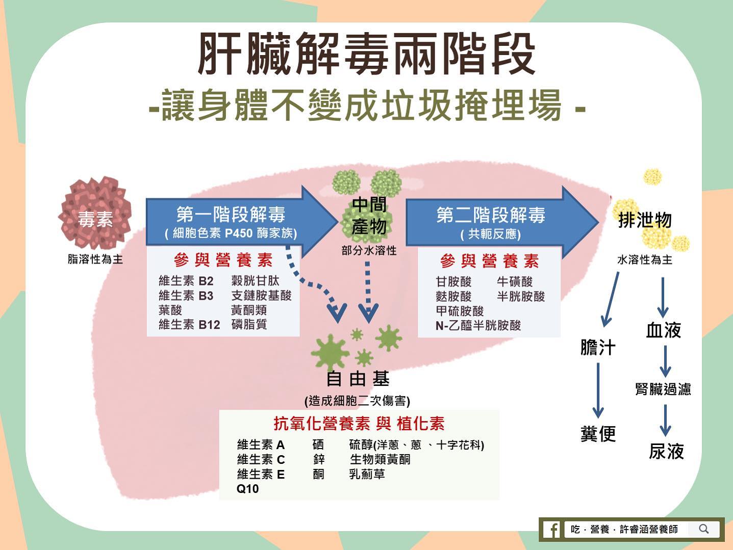 肝臟解毒兩階段。(圖/翻攝自許睿涵臉書)