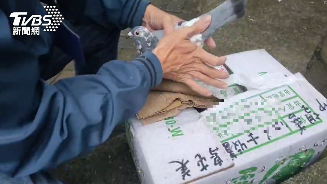 不想要就丟？6鴿子遭「剪翅膀」塞紙箱棄養　動保所要查了