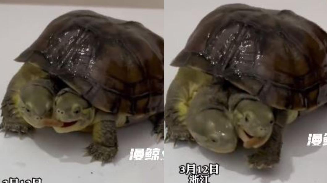右邊的烏龜看到左邊的烏龜在吃飼料,竟直接伸頭搶食。(圖/翻攝自《漫鯨視頻》微博)