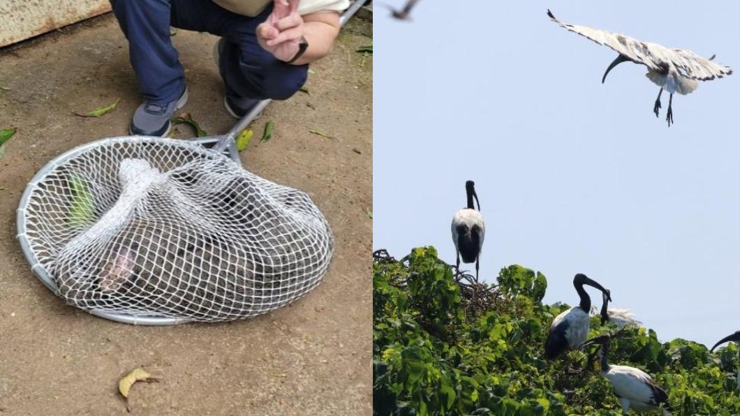 六福村動物逃獄「6隻變萬隻」 燒7400萬救生態要全民買單