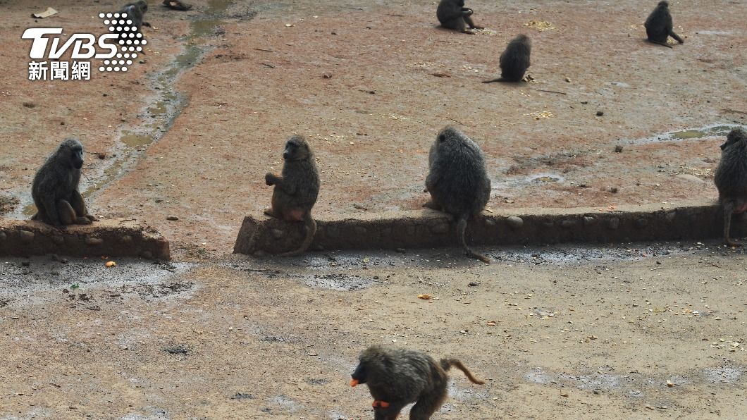 六福村狒狒案惹議 動物園防脫逃法令擬修:最重罰30萬