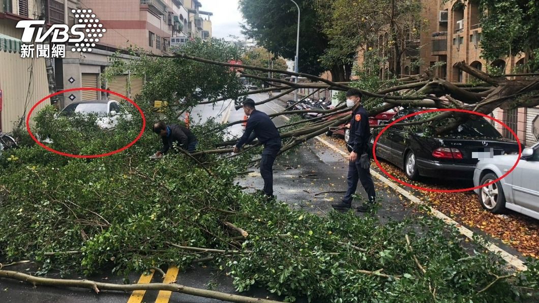 連假我最衰!20年老榕樹「病倒」路中 2賓士被砸正著