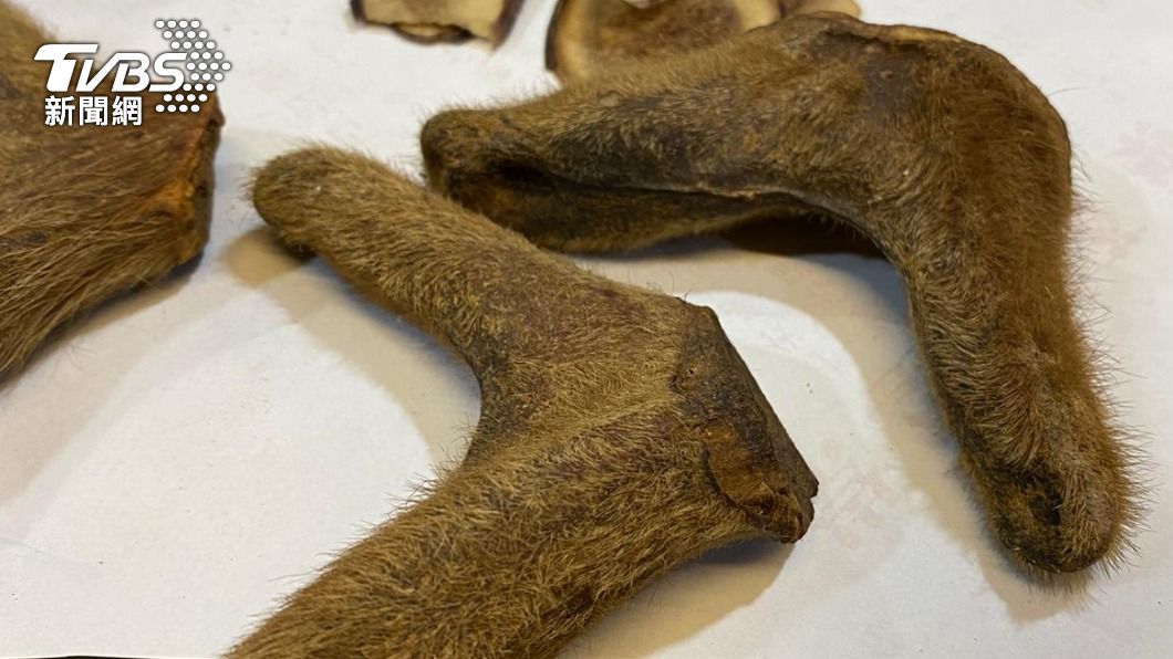 狂鹿症6國疫區禁輸入 鹿茸用量大、製成「龜鹿二仙膠」