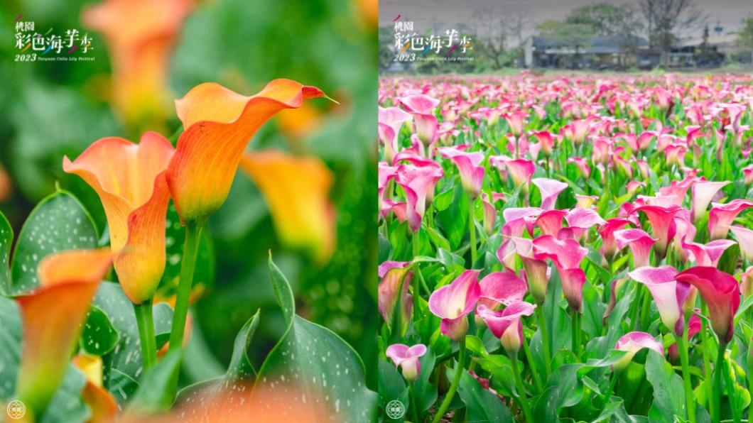 「2023桃園彩色海芋季」為歷年來規模最大的花田。(圖/翻攝自桃園事臉書)