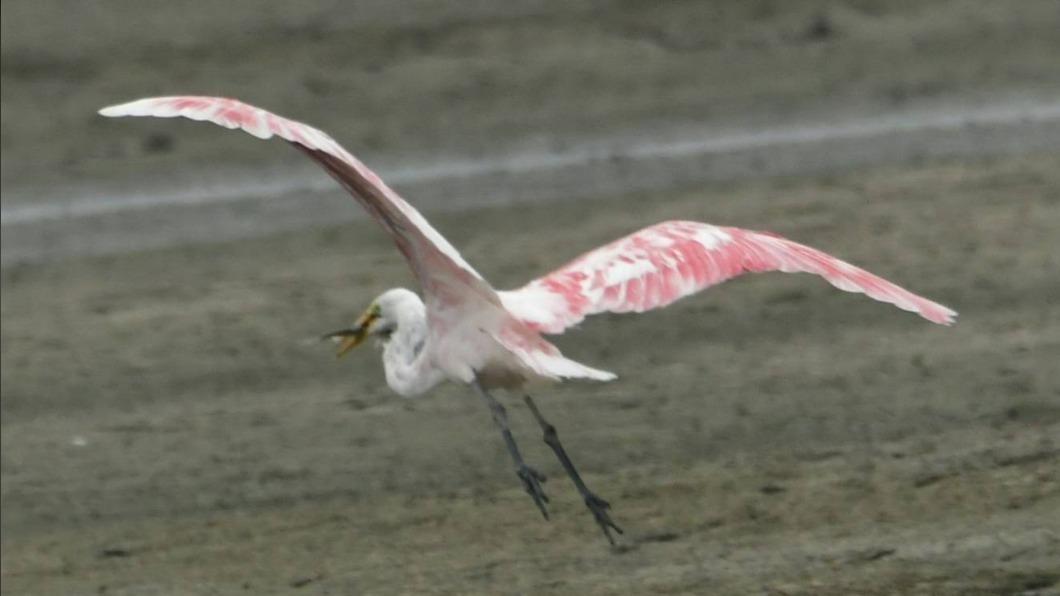 顏色濃淡不均。(圖/鳥友顧鴻志-提供)