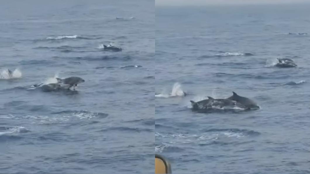 海上嬌客現身小琉球海域!遊客貼窗搶拍:看海龜還加碼看海豚